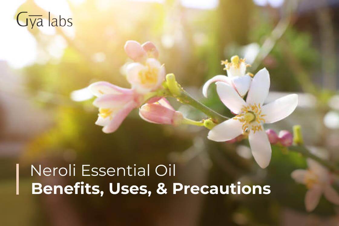 Neroli Essential Oil : Benefits, Uses, DIY Recipes And Precautions