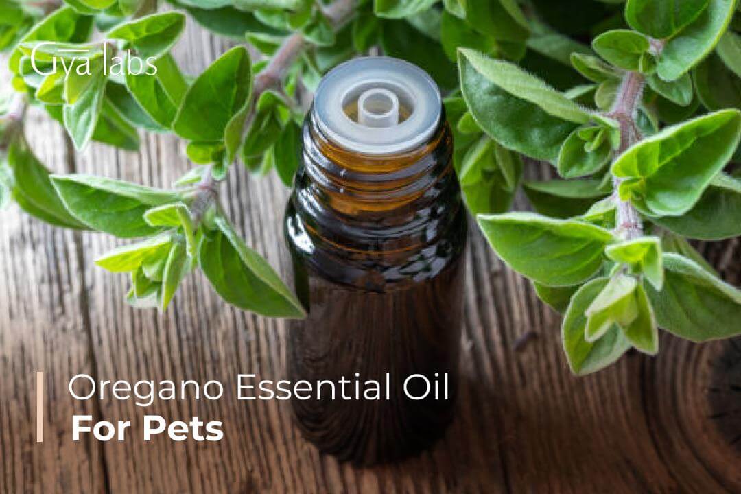 Oregano Essential Oil for Pets: Uses & Benefits of Oregano Oil for Your Furry Friends