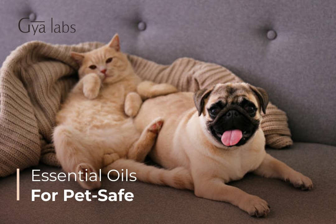 Essential oils for pets