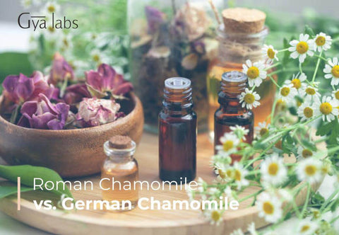 Chamomile, Roman Essential Oil - 1/2 oz - Organic | Mountain Rose Herbs