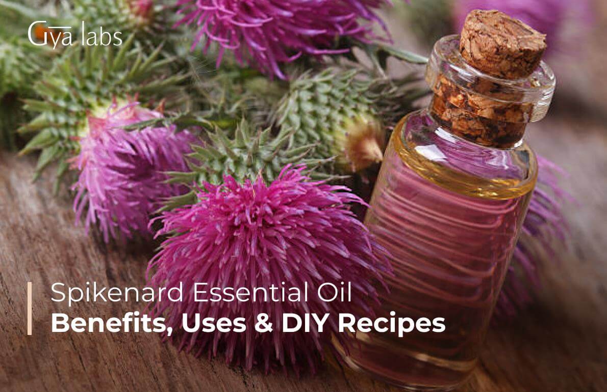 Spikenard Essential Oil Benefits, Uses, and DIY Recipes