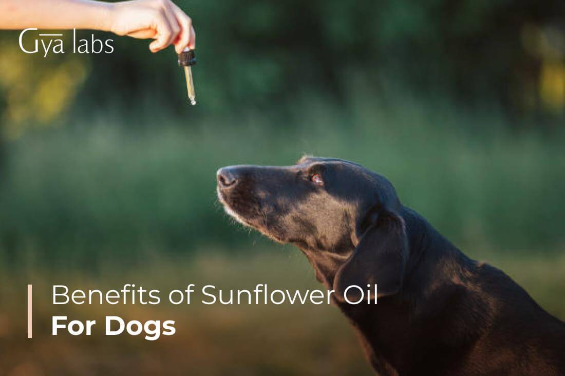 Benefits Of Sunflower Oil For Dogs | Can Dogs Have Sunflower Oil