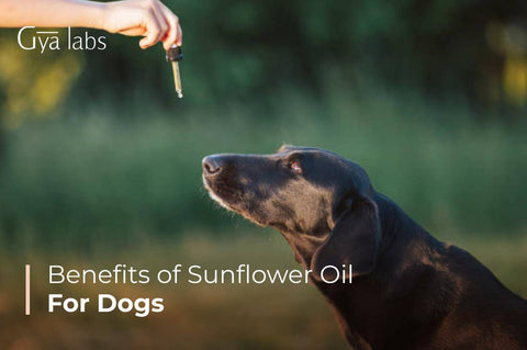 Sunflower Oil for Dogs Understanding the Health Benefits and Risks