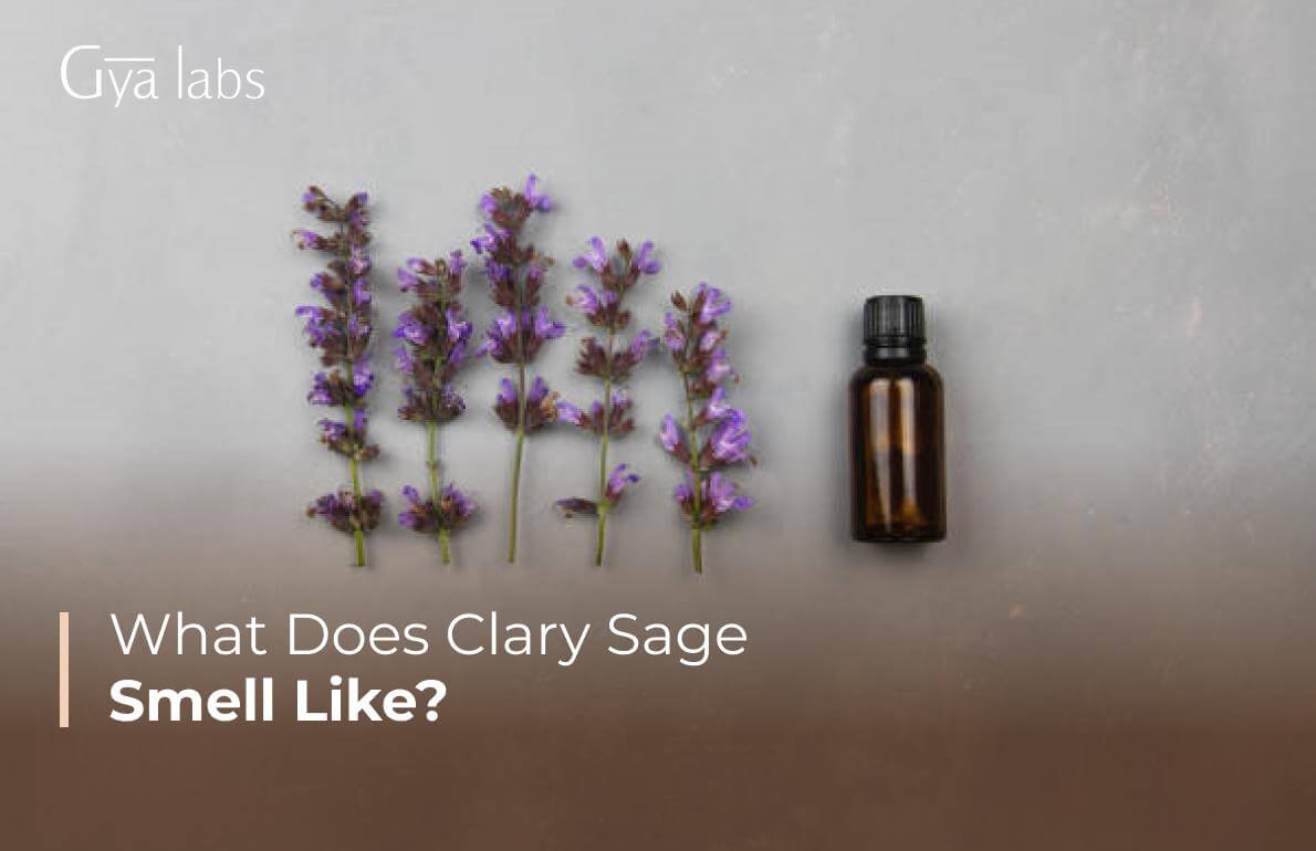 What Does Clary Sage Smell Like? A Proper Scent Breakdown From People Who Work With It Daily