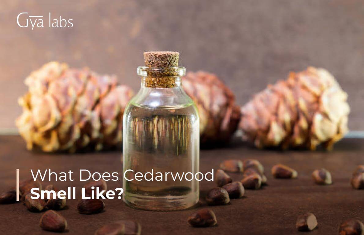 What Does Cedarwood Smell Like? Understanding the Woody Aroma, Fragrance & Cedarwood Scent