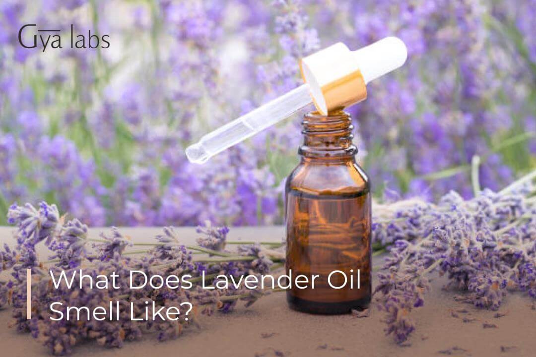 What Does Lavender Smell Like? Understanding the Fragrance, Scent, and Aroma of Lavender Essential Oil in Perfumes