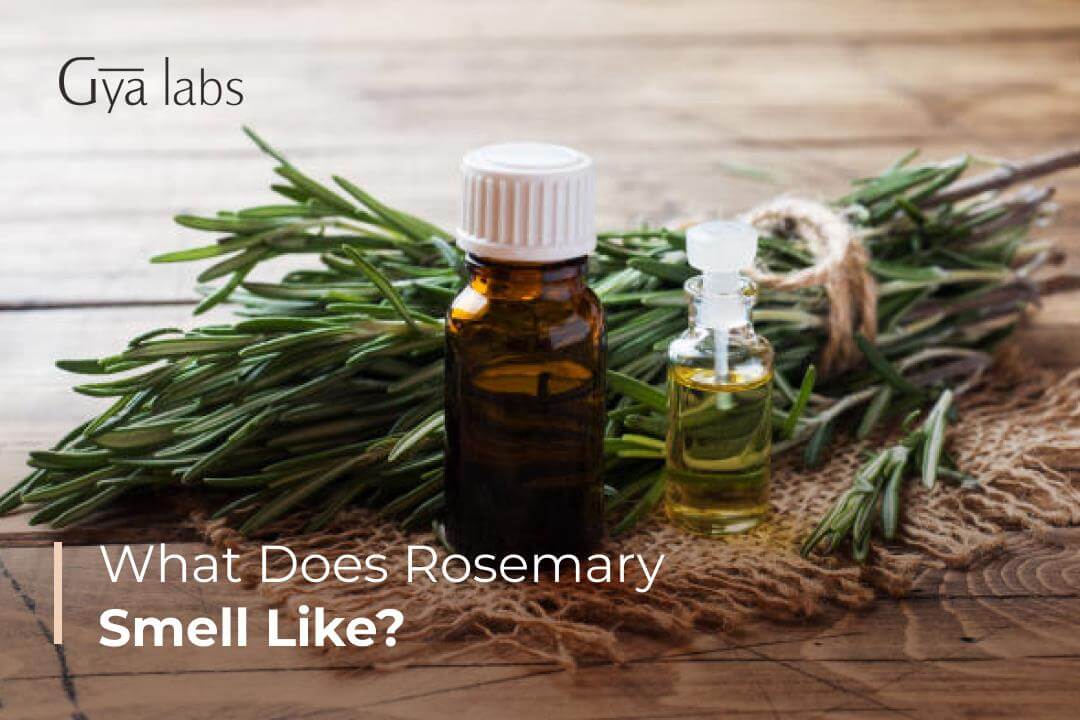 What Does Rosemary Smell Like? Understanding the Scent of Rosemary