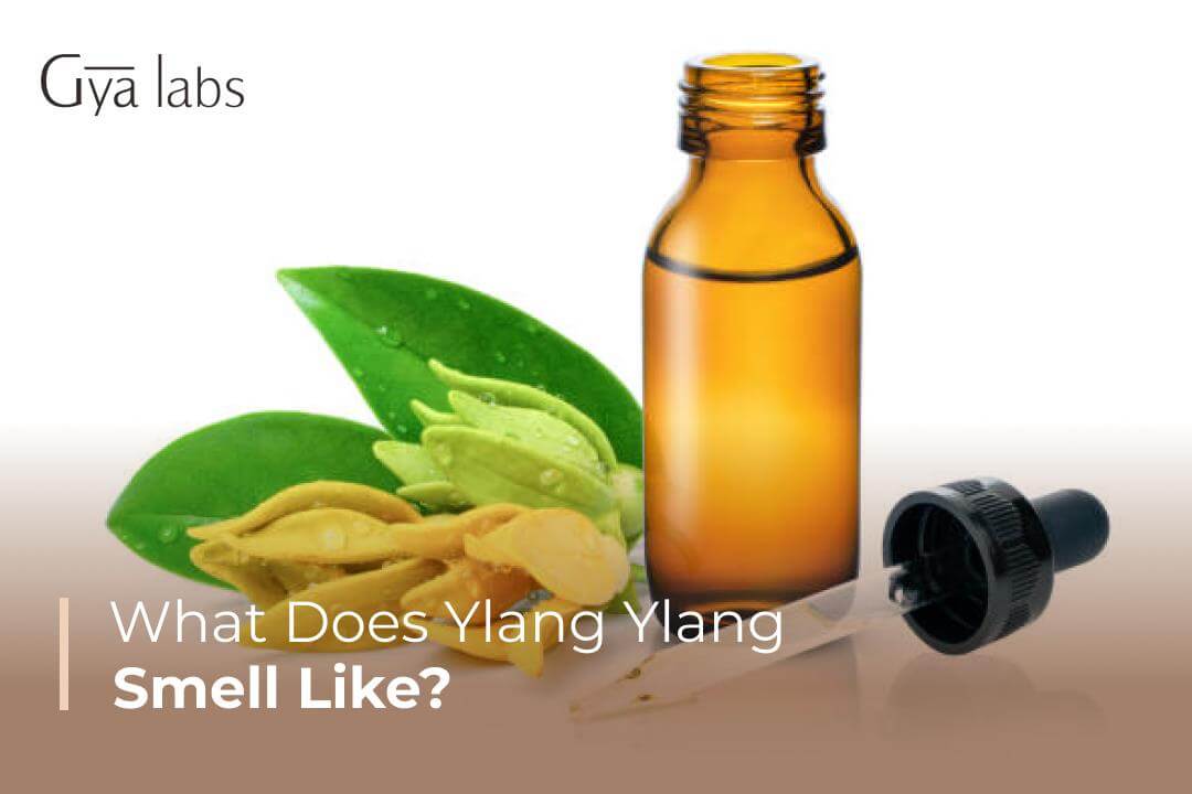 What Does Ylang Ylang Essential Oil Smell Like  