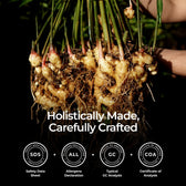 Organic Ginger Essential Oil 0.34 Fl Oz
