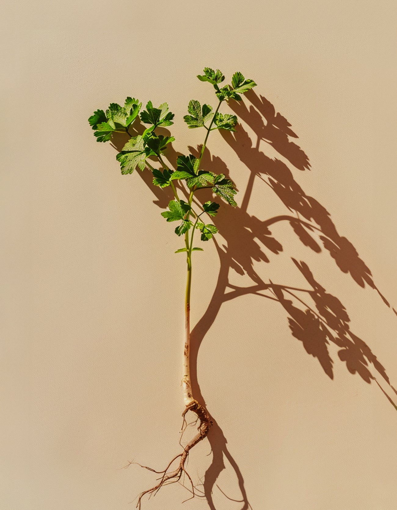 Angelica Root Oil