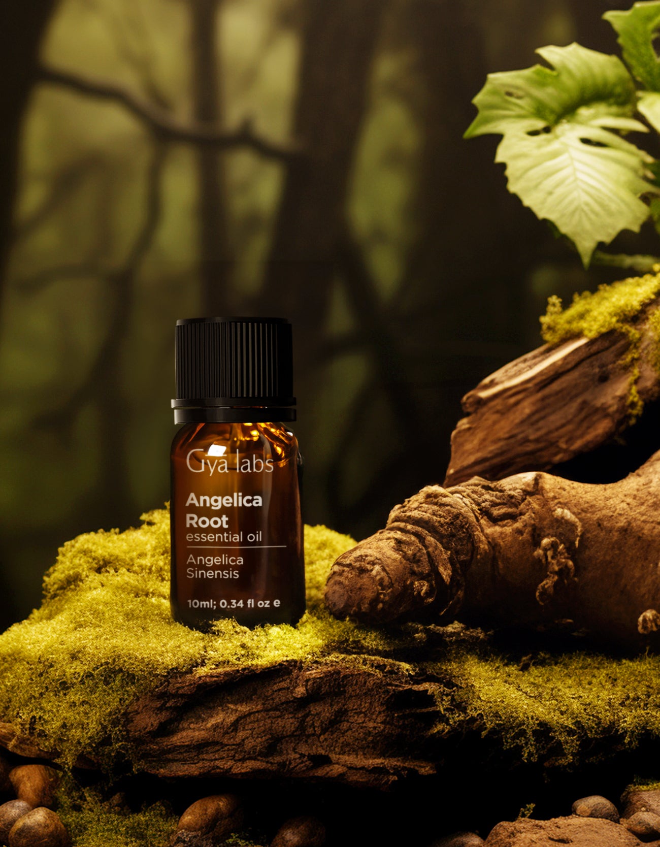 Angelica Root Oil