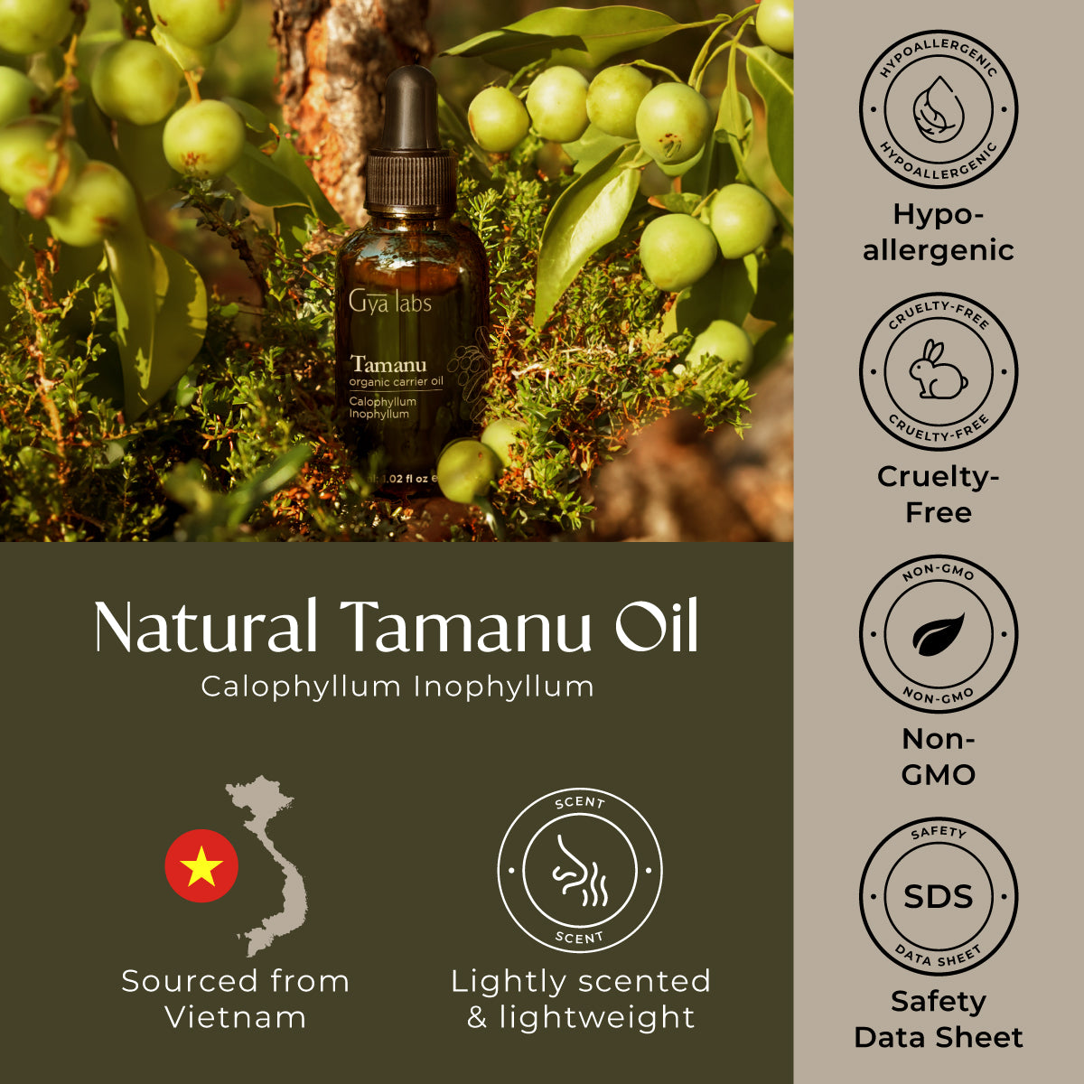 Organic Tamanu Oil
