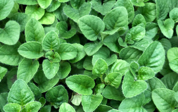 Oregano Essential Oil: Its Benefits & Many Uses
