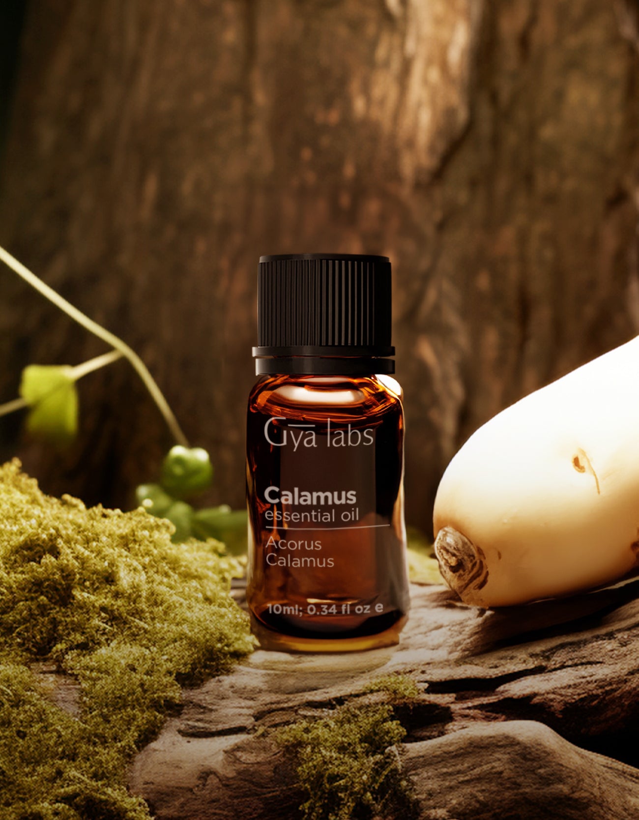 Calamus Oil