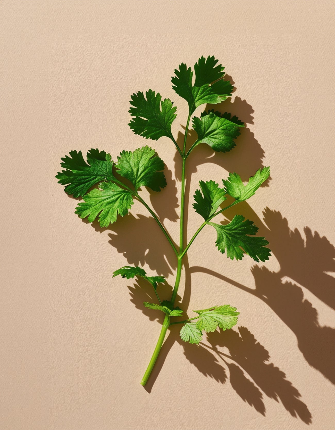 Cilantro Oil