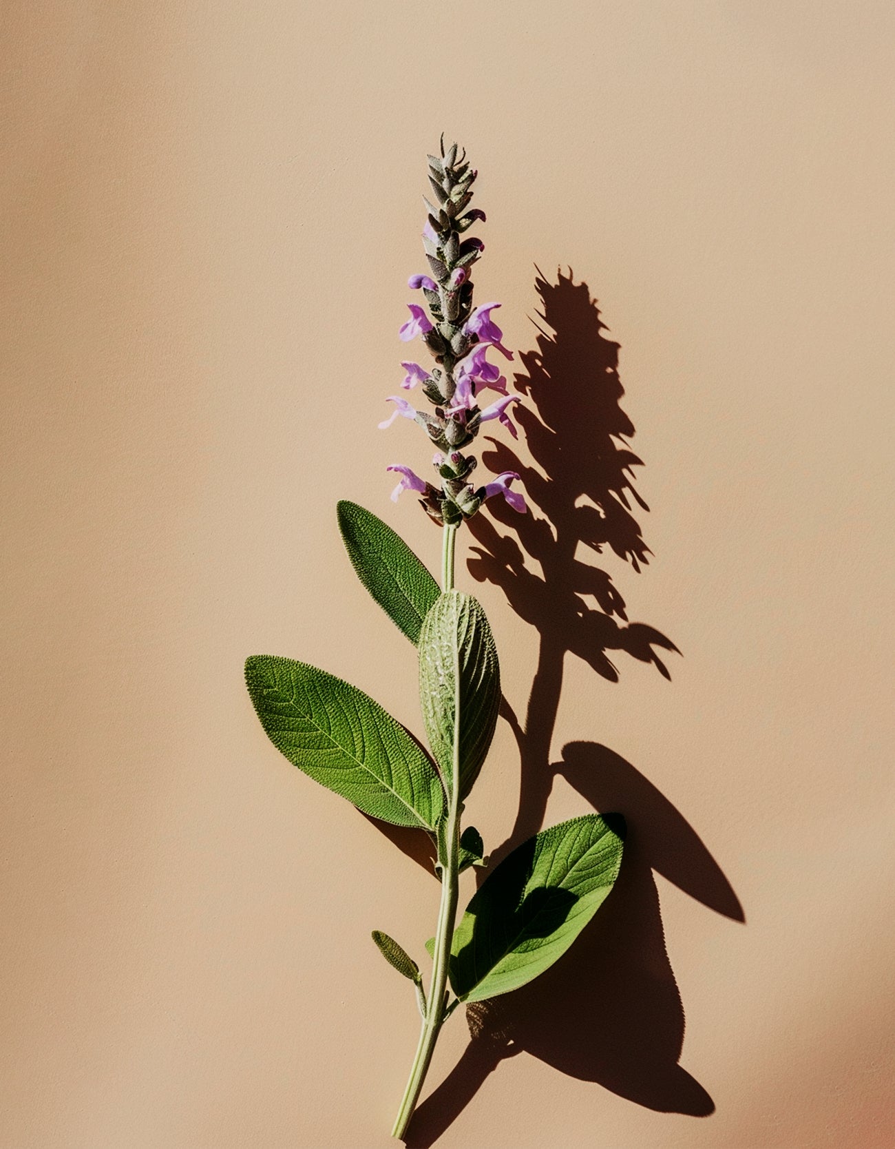 Clary Sage Essential Oil