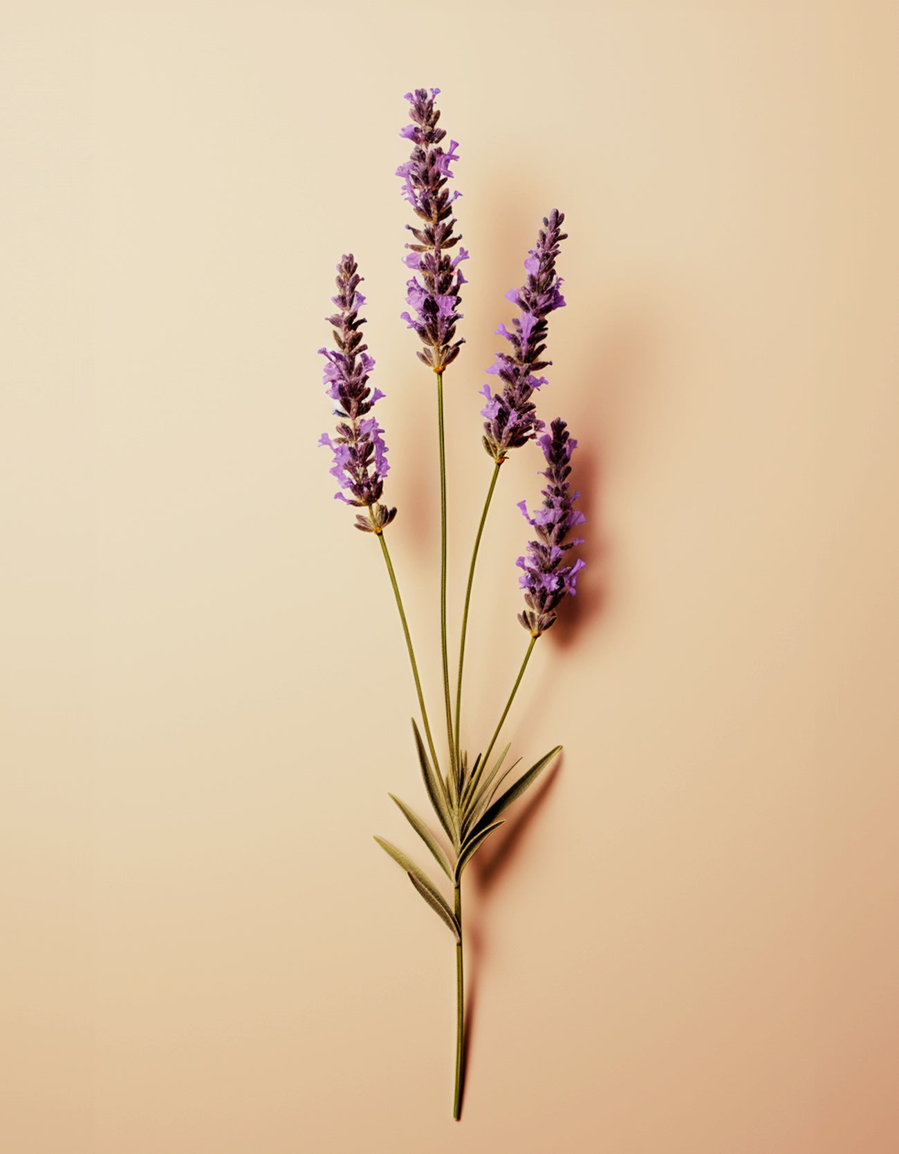 Lavender Oil