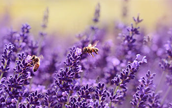 Lavender Essential Oil: Benefits & Its Many Uses