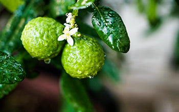 Bergamot Essential Oil: Benefits & Its Skin-Renewing Uses