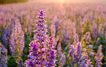 Clary Sage Essential Oil: Its Benefits & Many Uses