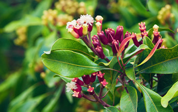Clove Bud Essential Oil: Benefits & Its Many Uses