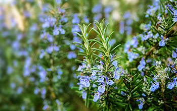 Rosemary Essential Oil: Benefits & Its Many Uses