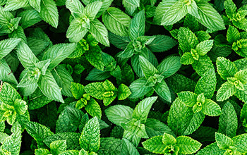 Peppermint Essential Oil: Benefits & Its Many Cool Uses