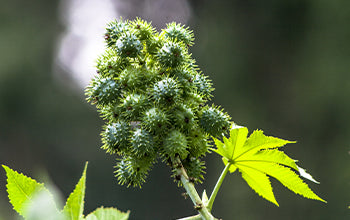 Castor Carrier Oil: A Rich Oil With Great Beauty Benefits