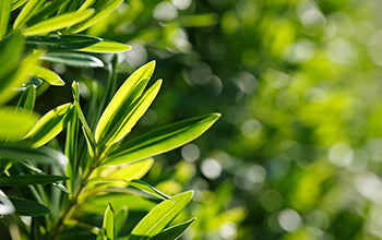 Tea Tree Essential Oil: Benefits & Its Cleansing Uses