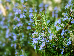 Rosemary Essential Oil: Benefits & Its Many Uses
