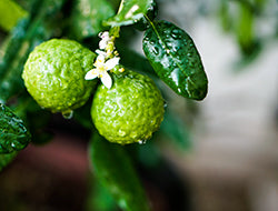 Bergamot Essential Oil: Benefits & Its Skin-Renewing Uses