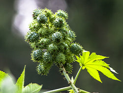 Castor Carrier Oil: A Rich Oil With Great Beauty Benefits