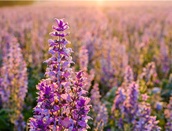 Clary Sage Essential Oil: Its Benefits & Many Uses