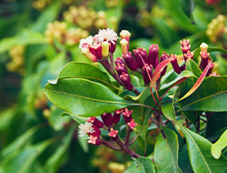 Clove Bud Essential Oil: Benefits & Its Many Uses