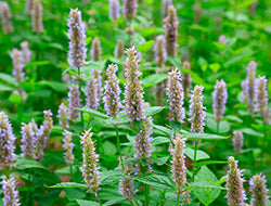 Patchouli Essential Oil: Benefits & Its Remedial Uses