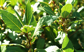 Bay Laurel Leaf Essential Oil: Its Benefits & Many Uses