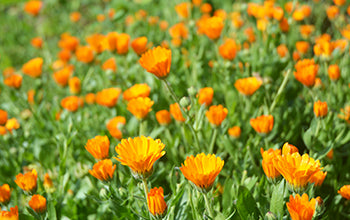 Organic Calendula Carrier Oil: Benefits For Anything And Everything Skin-Related