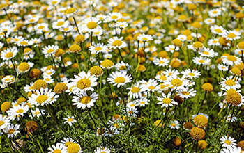The Calming Benefits of Chamomile Essential Oil