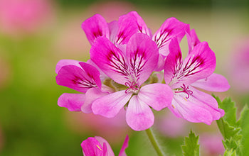 Rose Geranium Essential Oil: Its Benefits & Many Uses