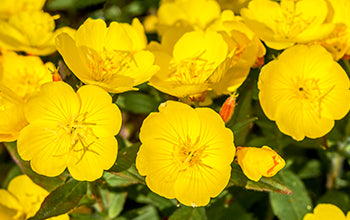 Evening Primrose Carrier Oil: Its Many Healing Benefits