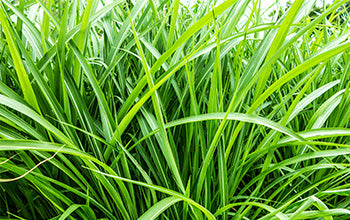 Vetiver Essential Oil: Its Benefits & Many Uses