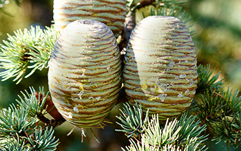 Cedarwood Essential Oil: Benefits & Its Many Uses