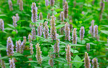 Patchouli Essential Oil: Benefits & Its Remedial Uses