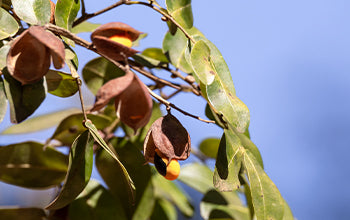 Copaiba Essential Oil: Benefits & Its Many Uses