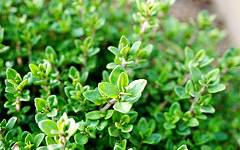 Thyme Essential Oil: Its Benefits & Many Uses