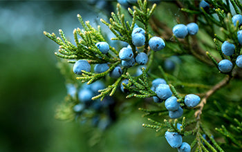 Juniper Berry Essential Oil: Its Soothing Benefits & Uses