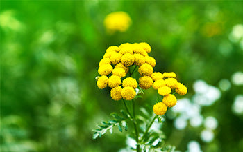 Blue Tansy Essential Oil: Its Benefits & Many Uses