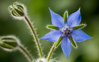 Organic Borage Carrier Oil: An Anti-Inflammatory Oil