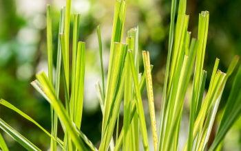 Citronella Essential Oil: Its Benefits & Many Uses