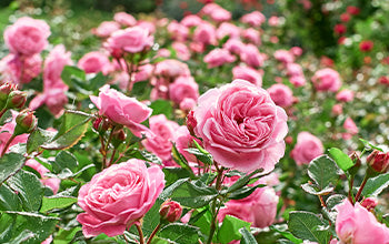 Rose Otto Essential Oil: Benefits & Its Many Uses